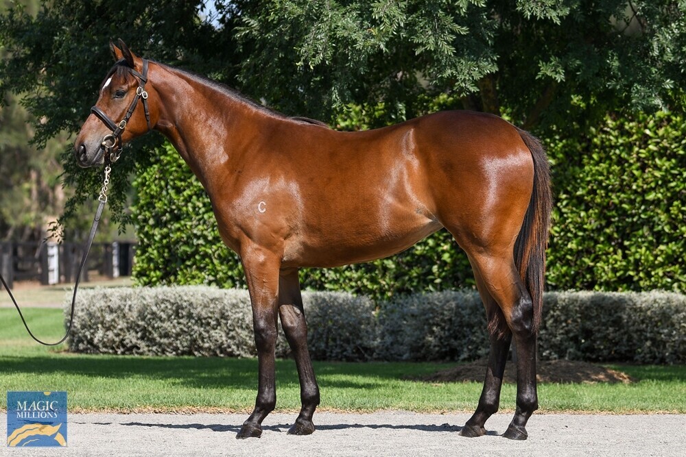 SHAMUS AWARD X ROYAL MYTH FILLY