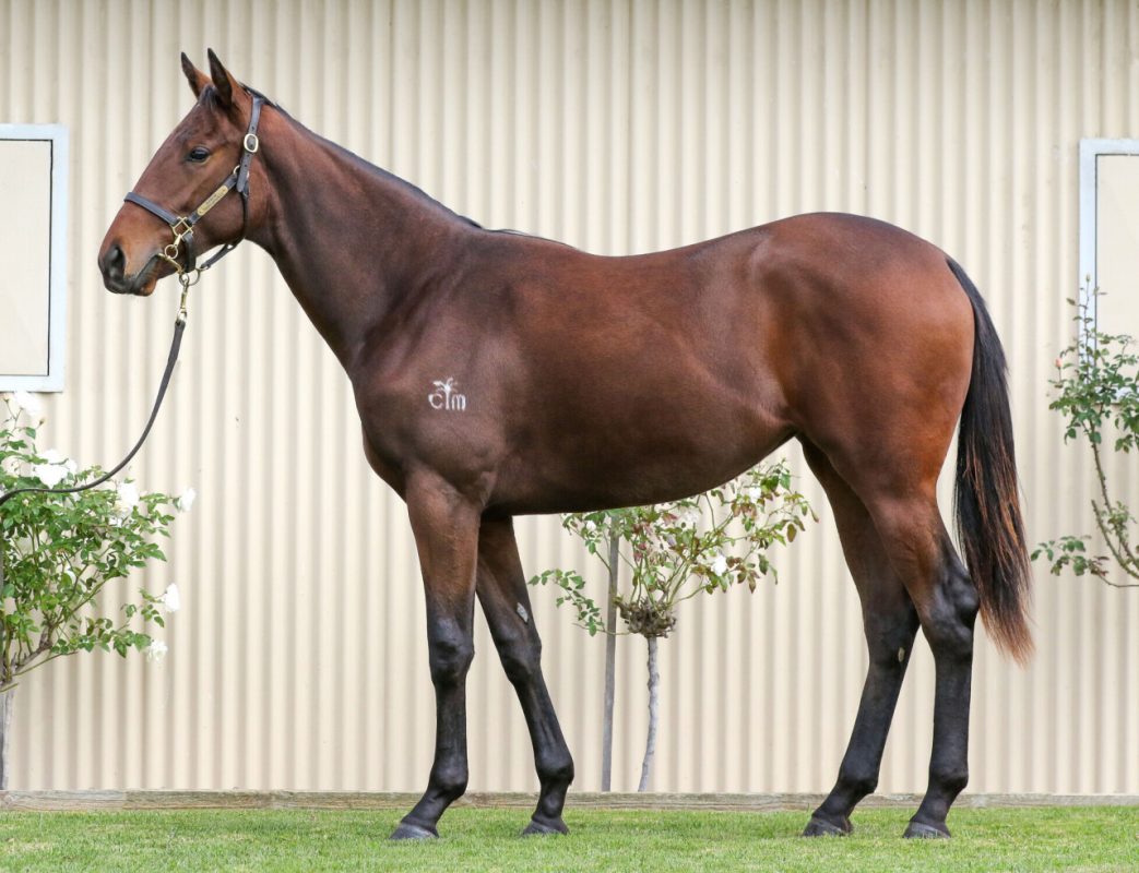 SHAMUS AWARD X SHE’S A DIPLOMAT FILLY