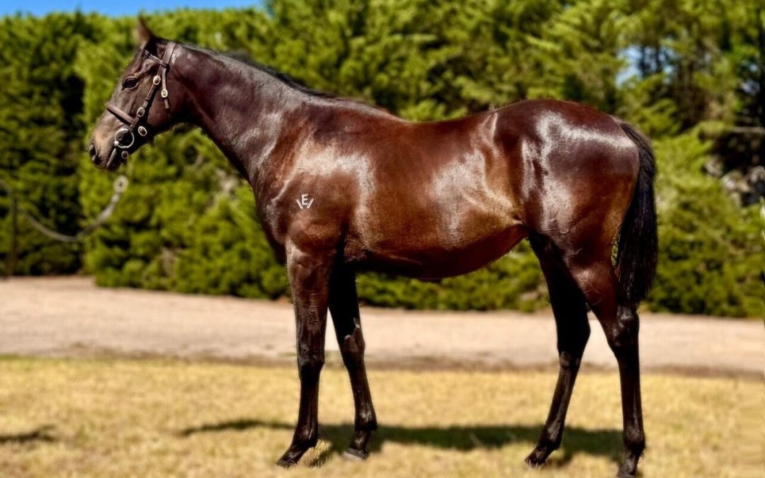 SHAMUS AWARD X INYANGA FILLY