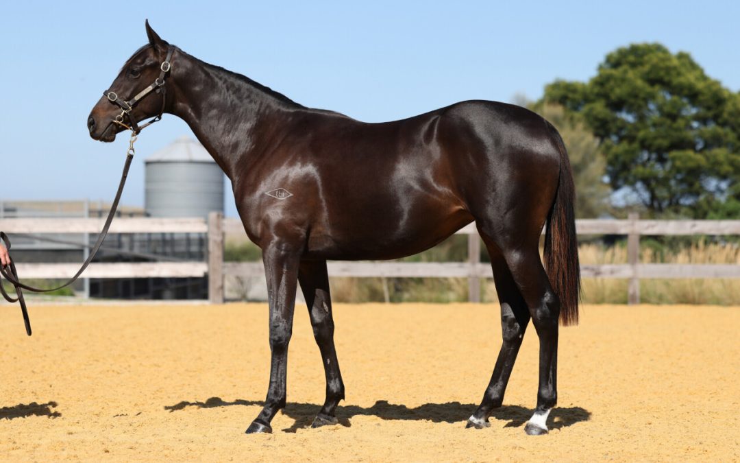 SHAMUS AWARD X PLATINUM MAM’SELLE