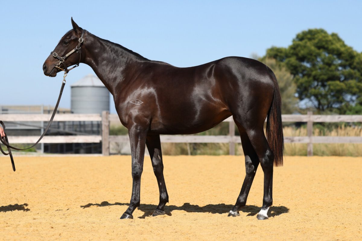 SHAMUS AWARD X PLATINUM MAM’SELLE