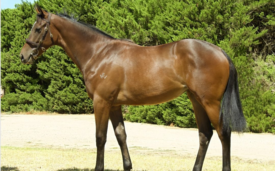 SHAMUS AWARD X MAKROOMA FILLY