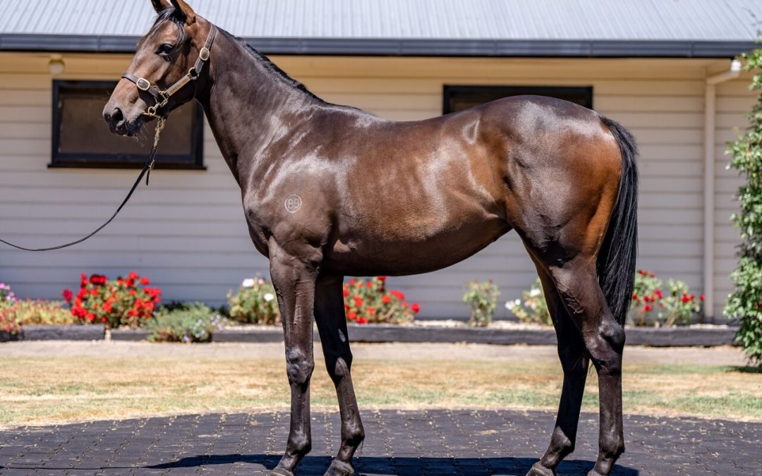 NORTH PACIFIC X WE’VE GOT TONIGHT FILLY
