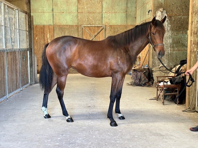 SHOCKING X BHARANI FILLY (1YO)